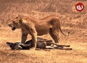 ببینید؛ لحظه‌ای تلخ برای گوساله؛ گله رهایش کرد تا شکار شیر شود