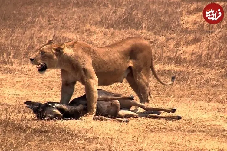 ببینید؛ لحظه‌ای تلخ برای گوساله؛ گله رهایش کرد تا شکار شیر شود