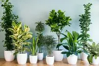 ۴ گیاه آپارتمانی مقاوم و جان سخت را بشناسید