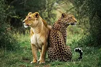 ببینید| نبرد دیدنی شیر و پلنگ