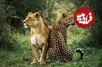 ببینید| نبرد دیدنی شیر و پلنگ