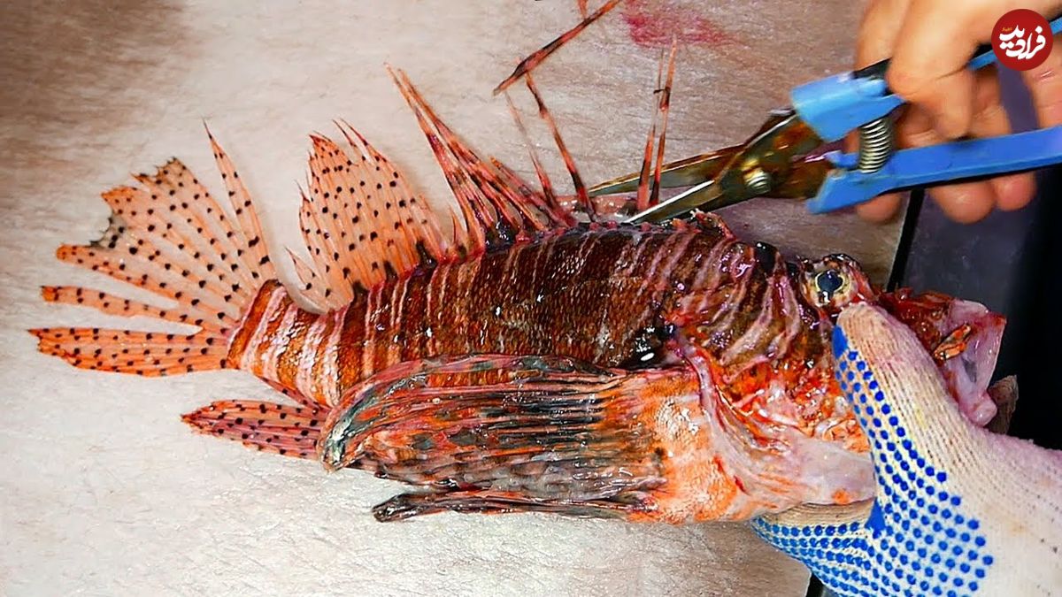 ببینید| غذای خیابانی در ژاپن؛ برش ماهرانه عقرب ماهی و تهیه ساشیمی با آن در اوکیناوا