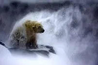 تصاویر؛ زیباترین عکس‌های حیات وحش در سال 2025