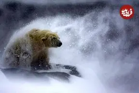 تصاویر؛ زیباترین عکس‌های حیات وحش در سال 2025