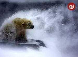 تصاویر؛ زیباترین عکس‌های حیات وحش در سال 2025