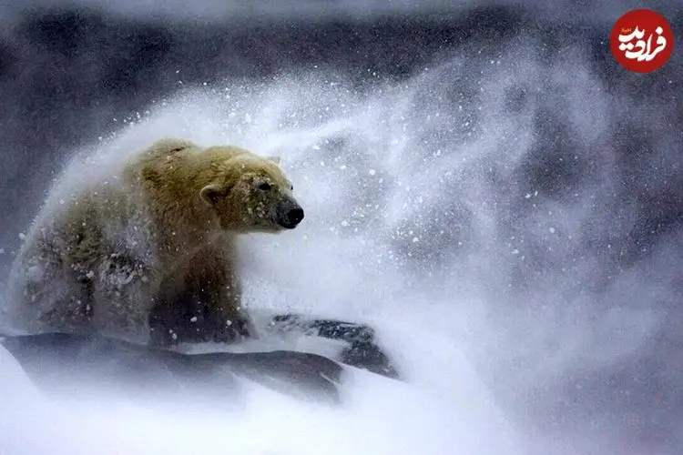 تصاویر؛ زیباترین عکس‌های حیات وحش در سال 2025