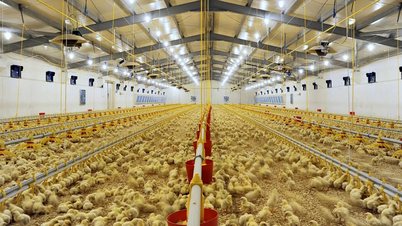 (ویدئو) نگاهی به مزرعه پیشرفته پرورش و سلاخی مرغ در ترکیه 