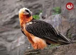 «همای سعادت»؛ پرندۀ شگفت‌انگیزی که خود را از «رقابت لاشخورها» بیرون کشیده است