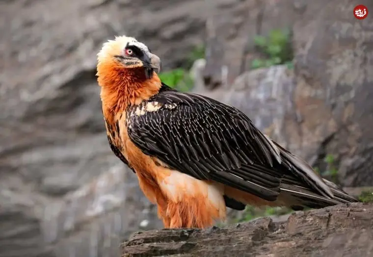 «همای سعادت»؛ پرندۀ شگفت‌انگیزی که خود را از «رقابت لاشخورها» بیرون کشیده است