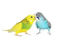 مقایسه مرغ عشق با مرغ مینا برای نگهداری در منزل