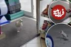 (ویدئو) یک مرغ دریایی ۴۰ بار از فروشگاه چیپس دزدید! ⁣
