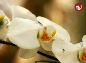 تصاویر| عجیب‌ترین «گُل‌ها» در دنیا که باور نمی‌کنید واقعی باشند