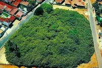 عکس؛ درختی در برزیل شبیه یک جنگل کامل است