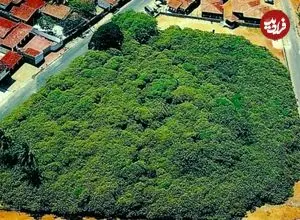 عکس؛ درختی در برزیل شبیه یک جنگل کامل است