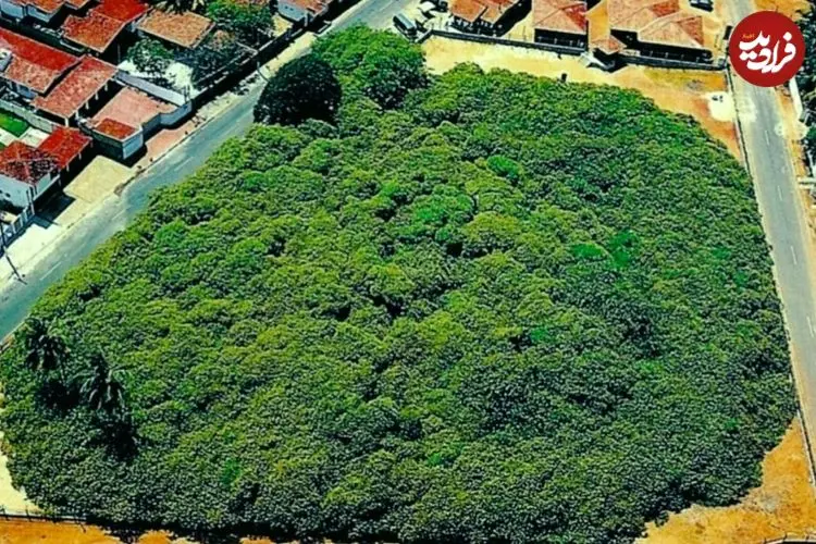 عکس؛ درختی در برزیل شبیه یک جنگل کامل است