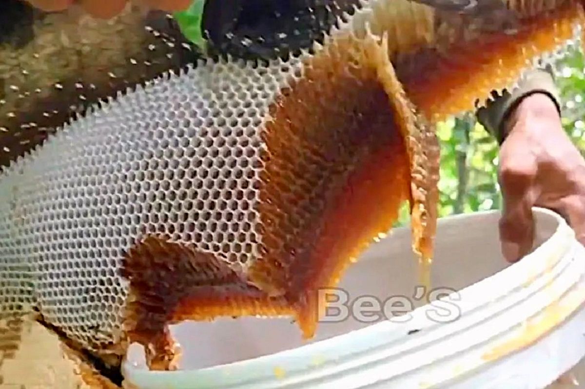 (ویدئو) برش زدن تماشایی عسل وحشی غول پیکر درختی توسط یک شکارچی