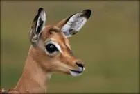 (عکس) شکار آهو با موتور سیکلت