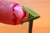 ببینید| آشنایی با 5 گونه گیاه گوشت خوار شگفت انگیز 