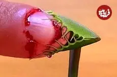 ببینید| آشنایی با 5 گونه گیاه گوشت خوار شگفت انگیز 