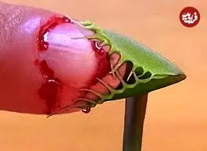 ببینید| آشنایی با 5 گونه گیاه گوشت خوار شگفت انگیز 