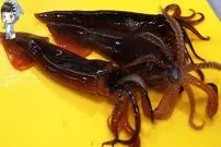 ببینید| غذای خیابانی در کره؛ برش زدن ماهرانه ماهی مرکب و تهیه ساشیمی با آن در پوهانگ