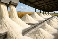 ببینید| آرد گندم چگونه تولید می شود؟