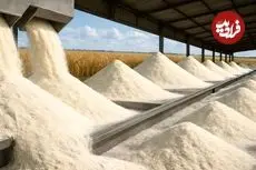 ببینید| آرد گندم چگونه تولید می شود؟