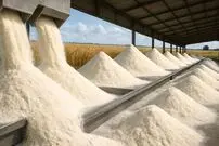 ببینید| آرد گندم چگونه تولید می شود؟