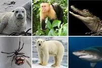 ۱۲ جانوری که ممکن است همنوعان خودشان را بخورند