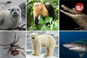 ۱۲ جانوری که ممکن است همنوعان خودشان را بخورند