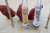 (ویدئو) ساده ترین راه برای ساخت دانخوری و آب خوری مرغ ها با بطری