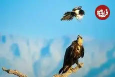 شاهکارهای عکاسی «زدا کوئینتا» که لحظات ناب حیات وحش را به تصویر کشیده‌اند