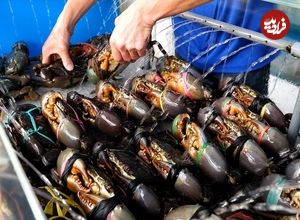 ببینید؛ غذای خیابانی در سنگاپور؛ پخت خوراک خرچنگ تند توسط آشپز ماهر