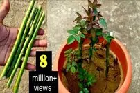 (ویدئو) نحوه رشد و تکثیر راحت گل رز از طریق قلمه