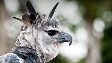( عکس) هارپی؛ عقاب غول‌پیکر افسانه‌ای