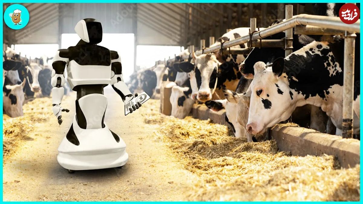 (ویدئو) فناوری مدرن و مکانیزه پرورش و شیردوشی گاو در بزرگترین گاوداری آمریکا