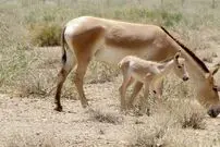 (ویدئو) تصاویر زیبا از چرای گورخر ایرانی در پارک ملی سیاهکوه 