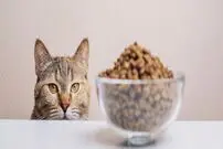 چک‌لیست طلایی انتخاب رژیم غذایی مناسب برای گربه خانگی