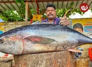 ببینید| سبک خاص ماهی فروش هندی در برش زدن ماهی تن باله زرد 36 کیلوگرمی