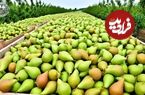ببینید؛ مراحل کاشت، برداشت و فرآوری صدها تن گلابی در آمریکا