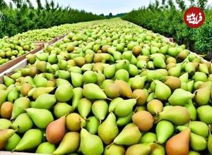 ببینید؛ مراحل کاشت، برداشت و فرآوری صدها تن گلابی در آمریکا