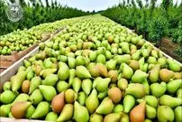 ببینید؛ مراحل کاشت، برداشت و فرآوری صدها تن گلابی در آمریکا