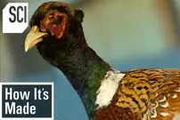 (ویدئو) مراحل دیدنی پرورش قرقاقول؛ از جوجه کشی تا پرواربندی
