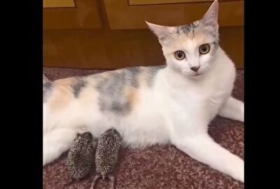 ( ویدیو) این گربه مادر جوجه تیغی ها شد!