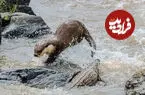 ببینید| تلاش تمساح و عقاب برای ربودن ماهی از سمور