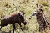 (ویدیو)‌ انتقام‌گیری گرازها از لاشه بی‌جان پلنگ وسط جاده