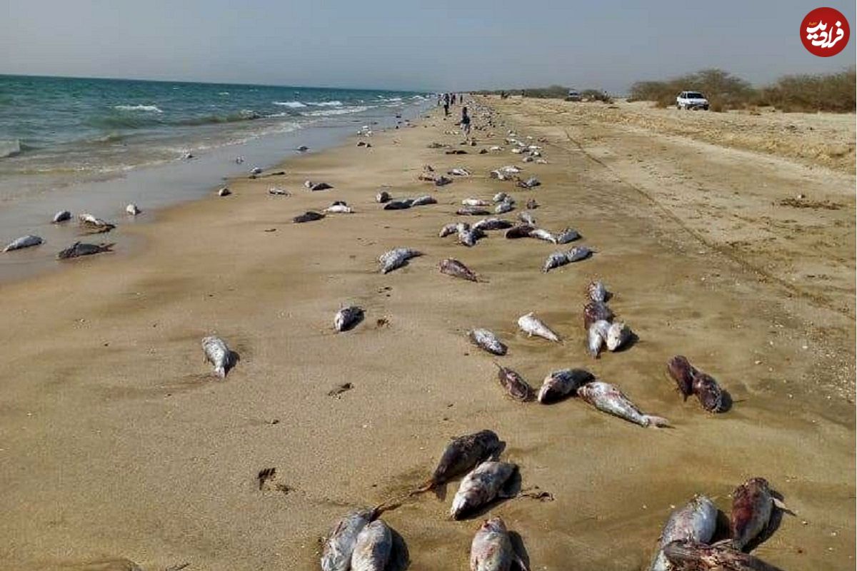 تصاویر؛ مرگ سریالی گونههای جانوری در سواحل خزر؛ رقابت فوکها با ماهیها برای انقراض