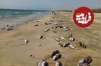 تصاویر؛ مرگ سریالی گونه‌های جانوری در سواحل خزر؛ رقابت فوک‌ها با ماهی‌ها برای انقراض
