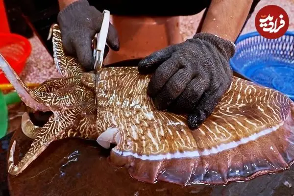 ببینید| غذای خیابانی در تایوان؛ برش حرفه ای ماهی مرکب و تهیه غذاهای متنوع با آن در تایپه