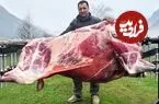 ببینید| غذای روستایی در آذربایجان؛ کباب کردن گاو کامل در طبیعت